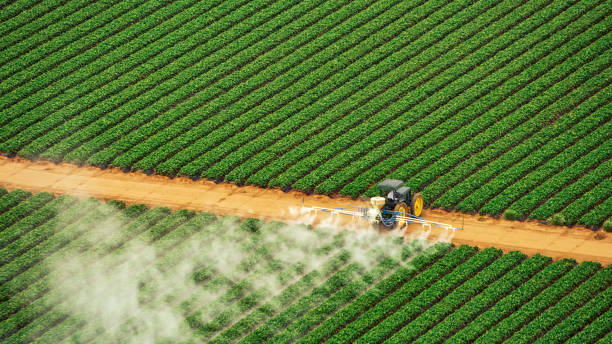 Best Ant Control Services  in Cannelton, IN